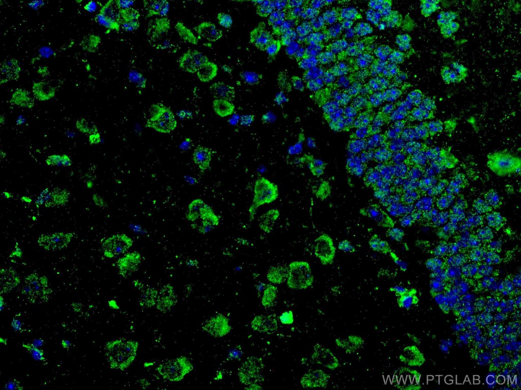 APBB1 Monoclonal antibody