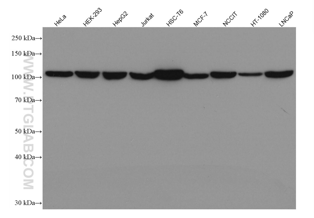 IDE Monoclonal antibody