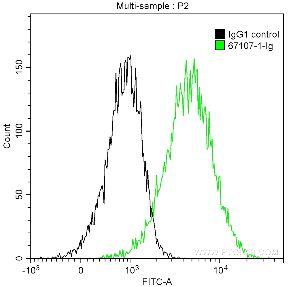 Calpastatin Monoclonal antibody