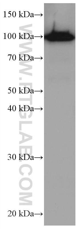 SFPQ Monoclonal antibody