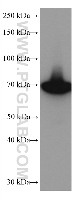 GBP1 Monoclonal antibody