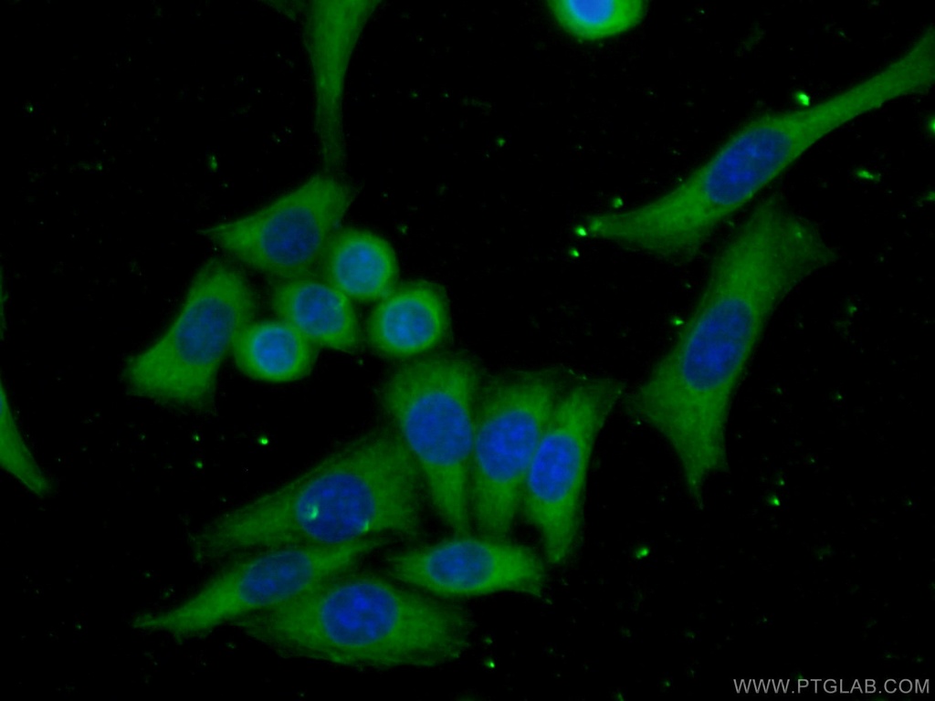 Cytohesin 2 Monoclonal antibody