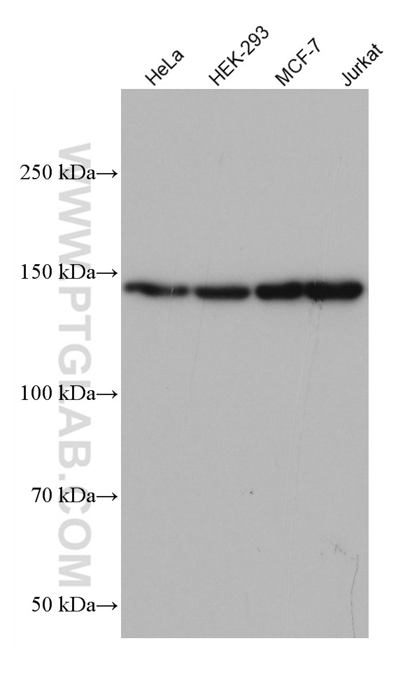 SIN3A Monoclonal antibody