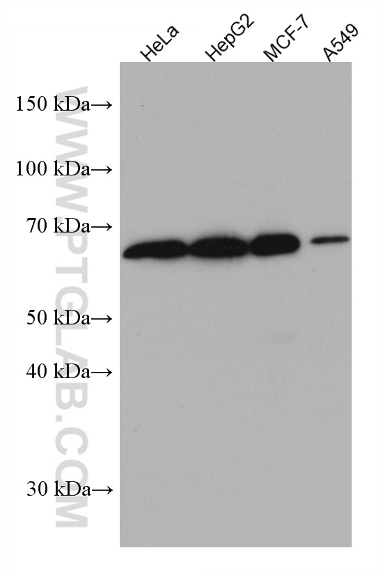 DTX2 Monoclonal antibody