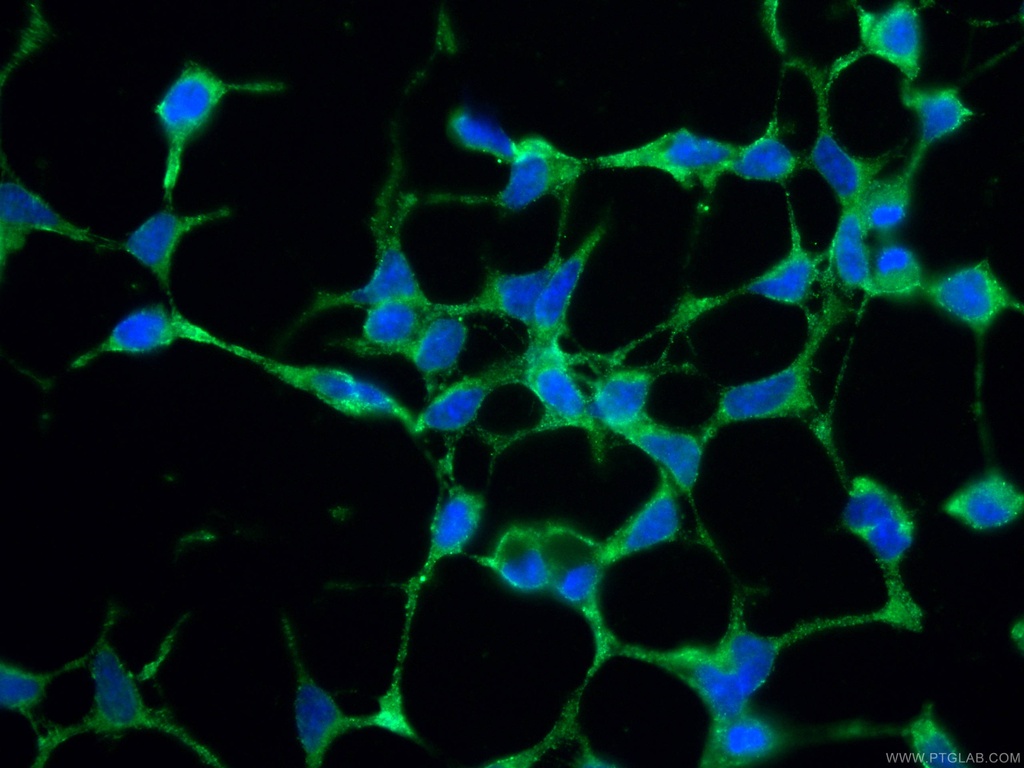 VAMP4 Monoclonal antibody