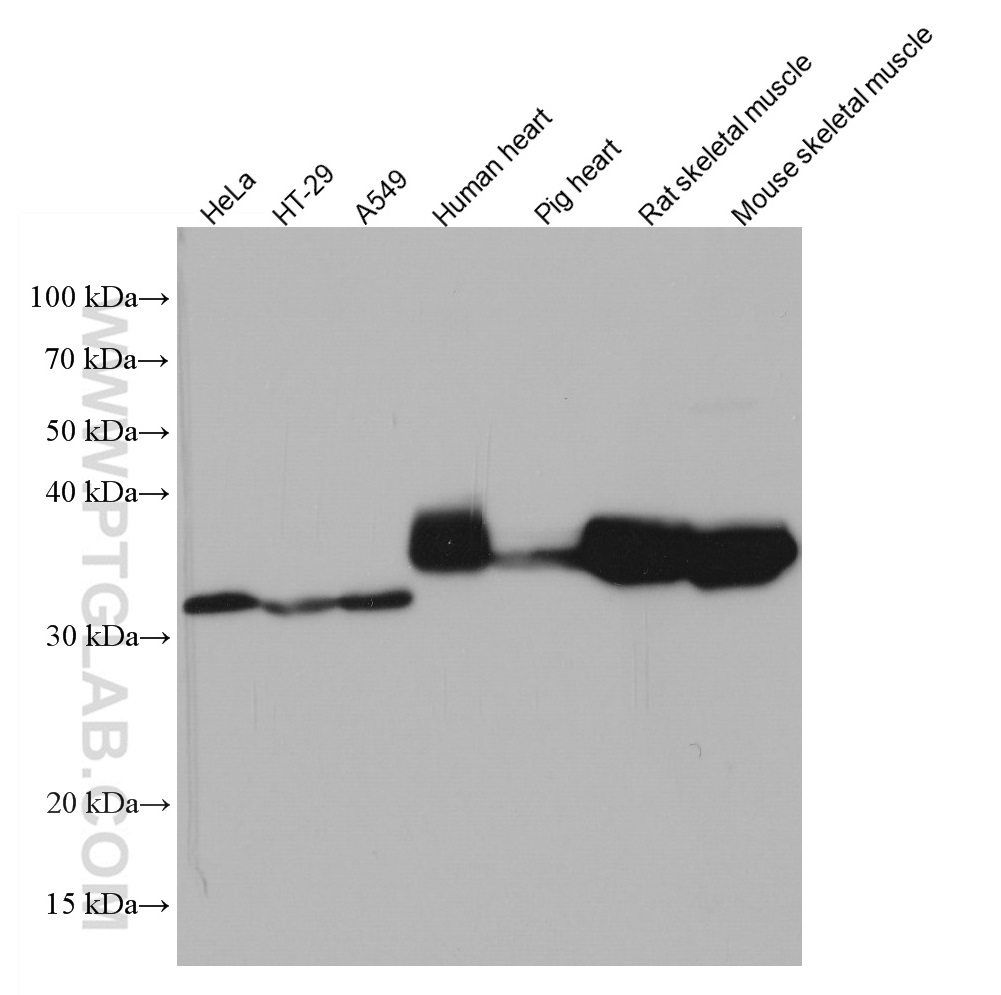 TPM4 Monoclonal antibody