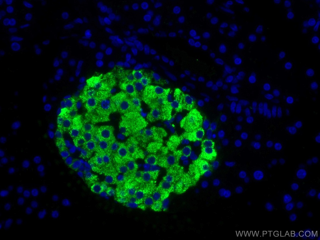 Ins1 Monoclonal antibody