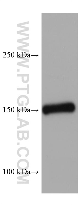 Entactin Monoclonal antibody