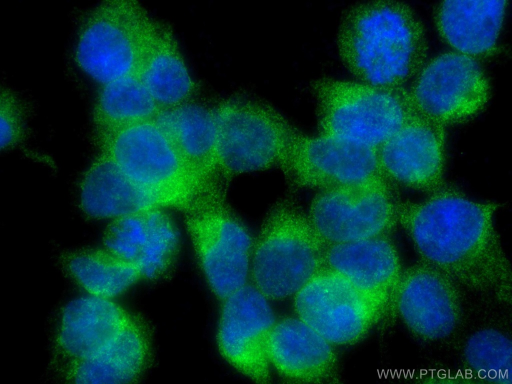 SEC63 Monoclonal antibody