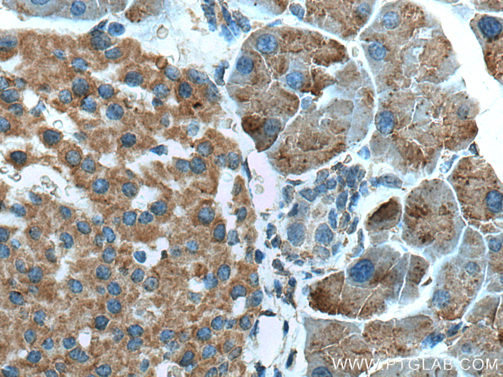 ZG16 Monoclonal antibody