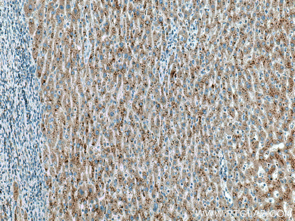 VPS54 Monoclonal antibody
