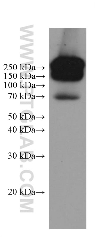 Chicken IgY Monoclonal antibody