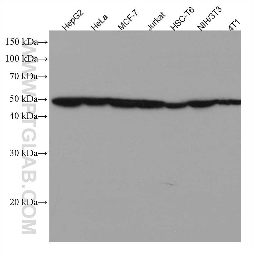 MAT1A Monoclonal antibody