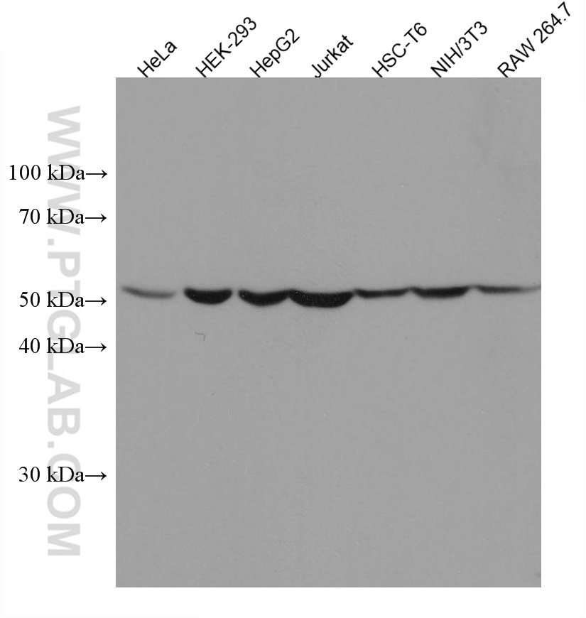 CYP2W1 Monoclonal antibody