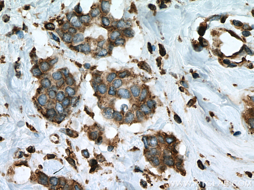 ERP44 Monoclonal antibody