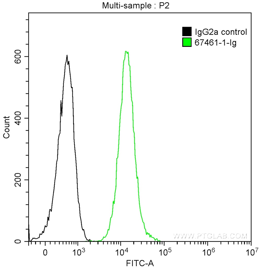 Arfaptin-1 Monoclonal antibody