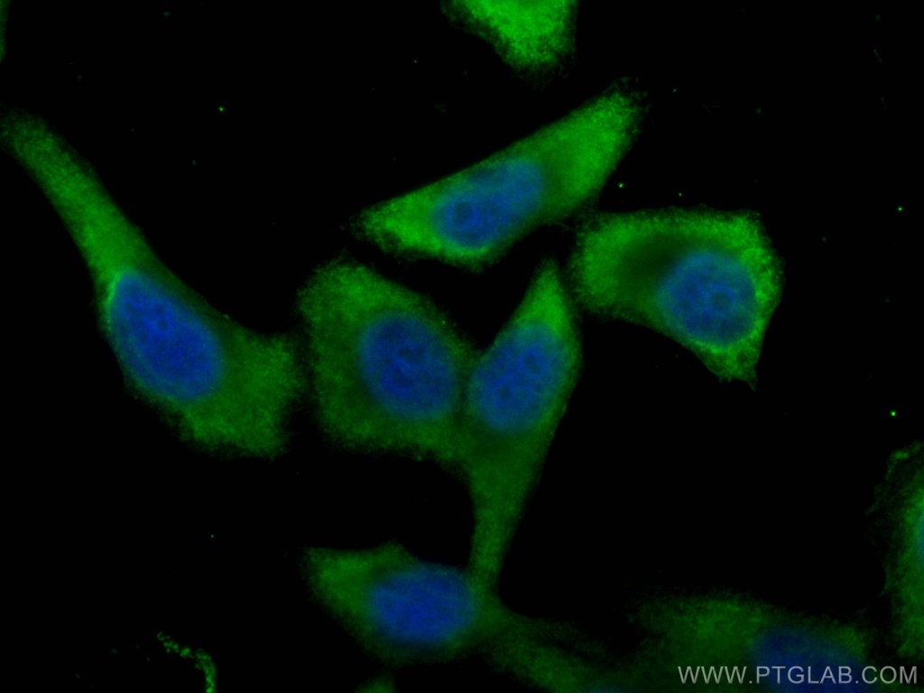 PGAM1 Monoclonal antibody