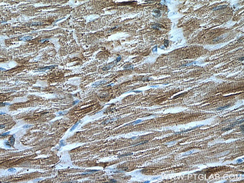 MYL4 Monoclonal antibody