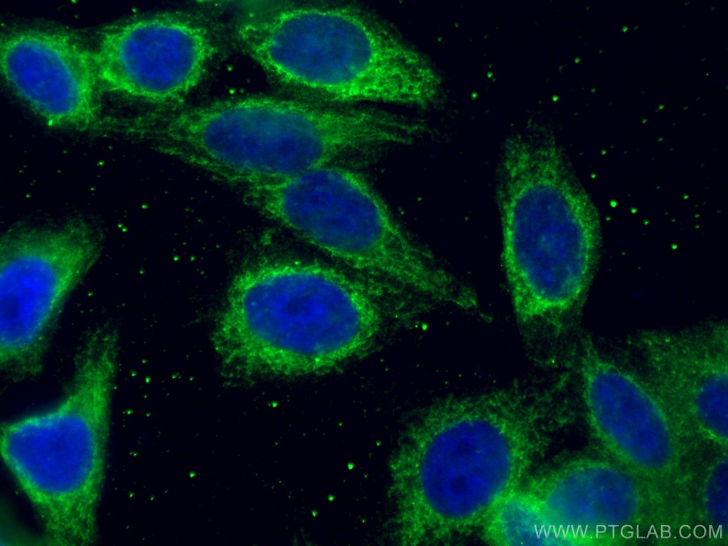 Tim23 Monoclonal antibody