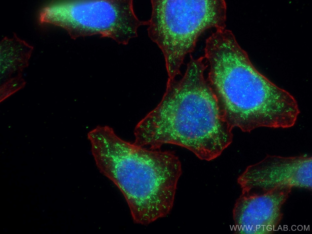 Phospho-GSK3B (Ser9) Monoclonal antibody