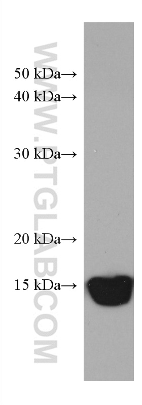 PDE6D Monoclonal antibody