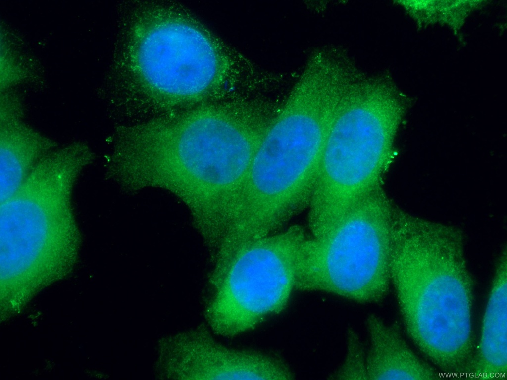 EIF1 Monoclonal antibody