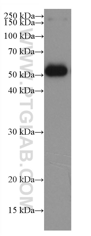 Bovine IgG Monoclonal antibody