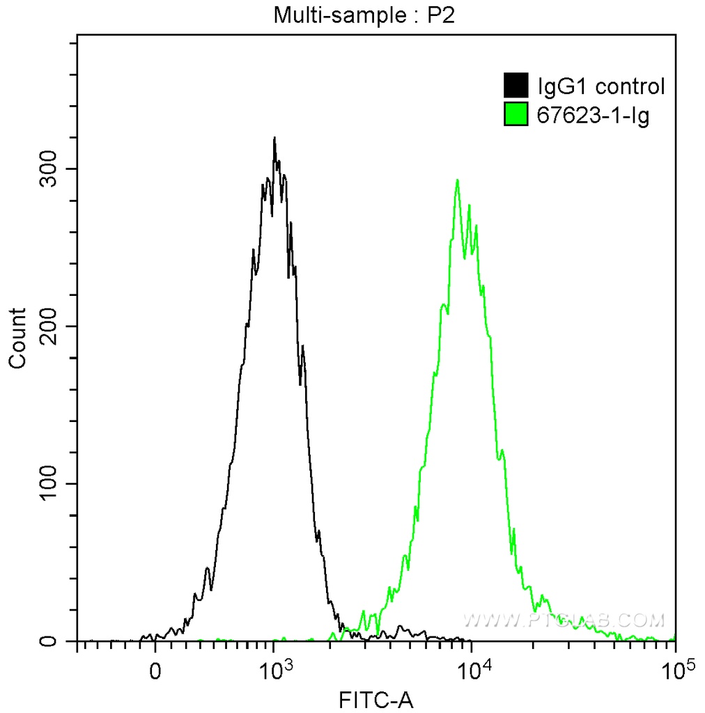 DIS3L2 Monoclonal antibody