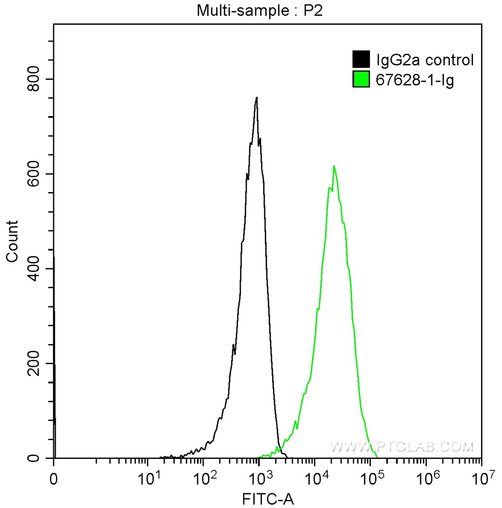 ICAM2 Monoclonal antibody