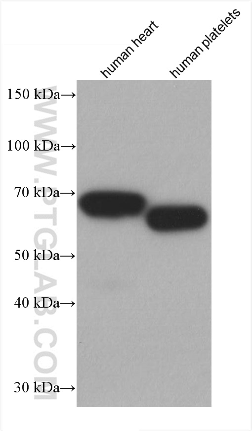PDLIM5 Monoclonal antibody