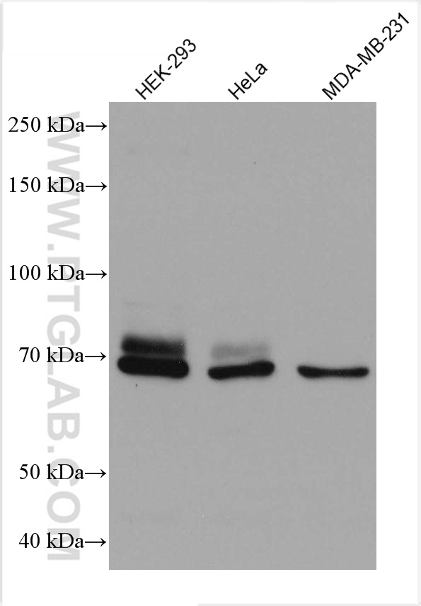 DVL1 Monoclonal antibody