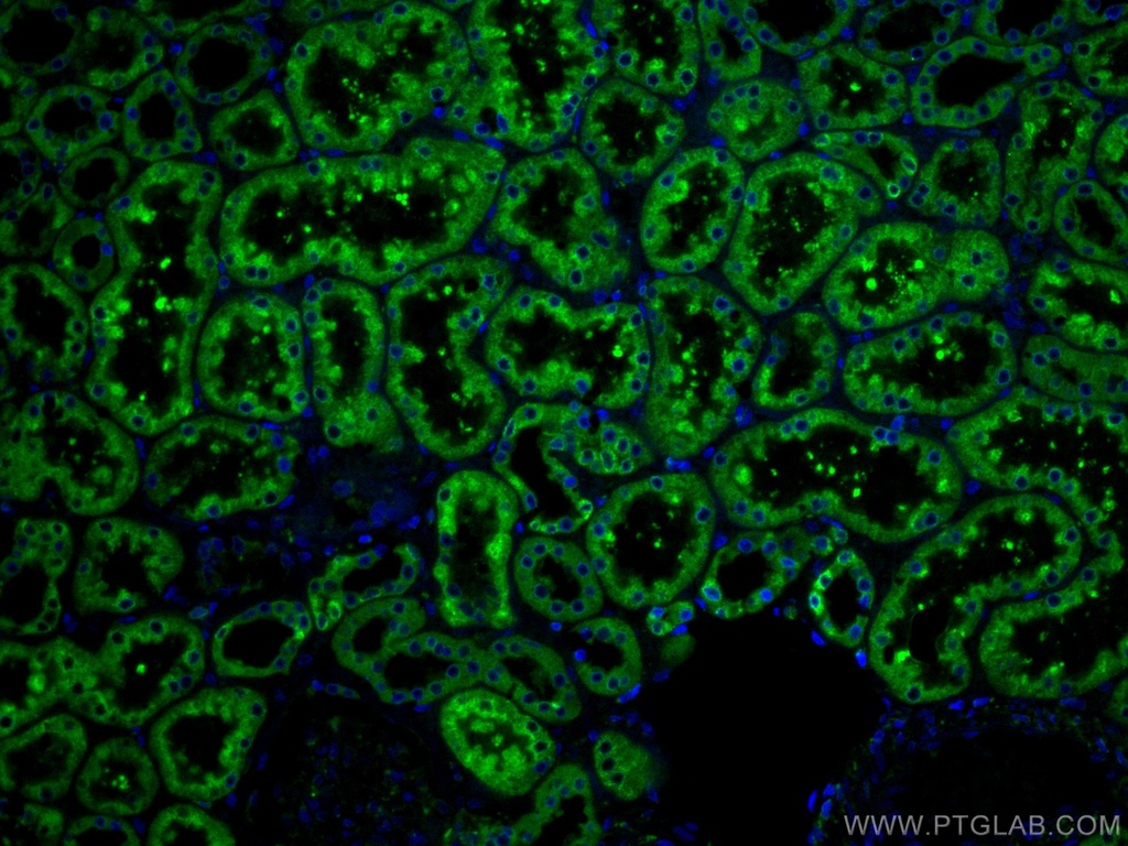 ERP29 Monoclonal antibody