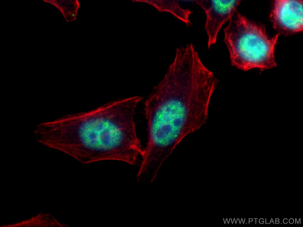 HNRNPF Monoclonal antibody