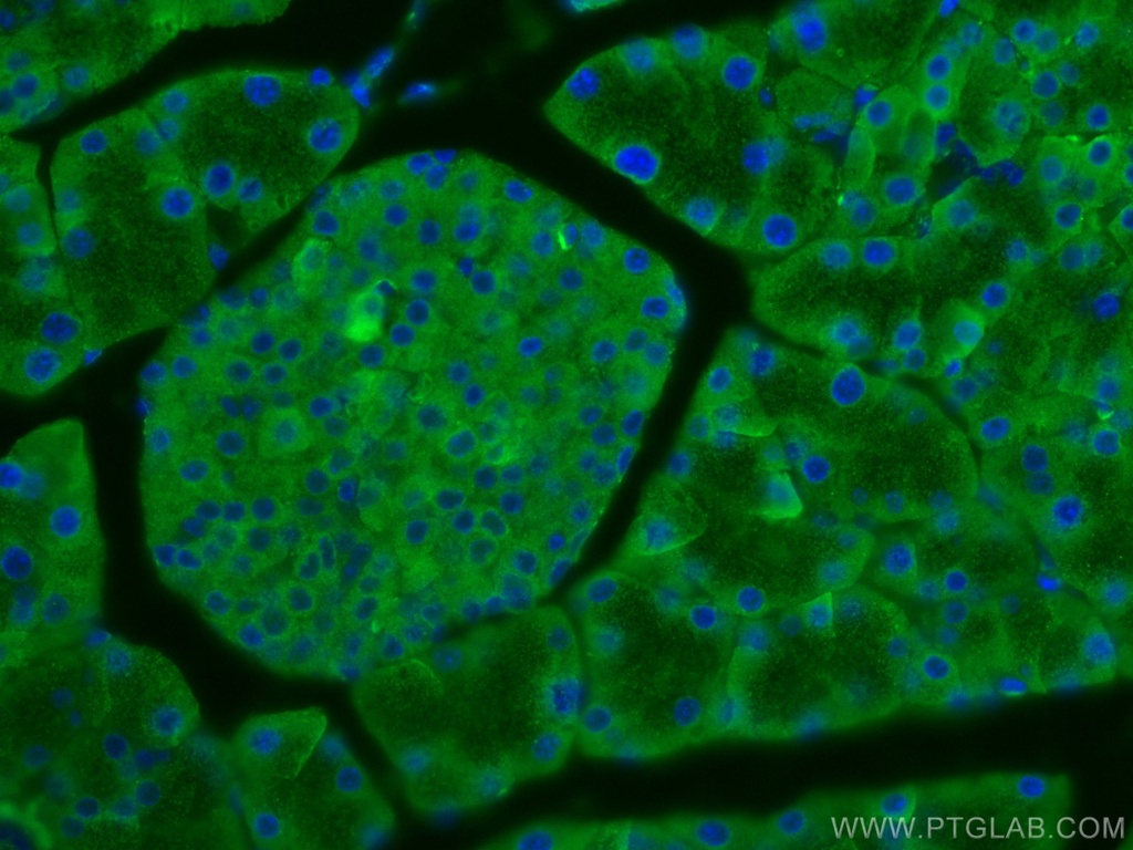 EIF3L Monoclonal antibody