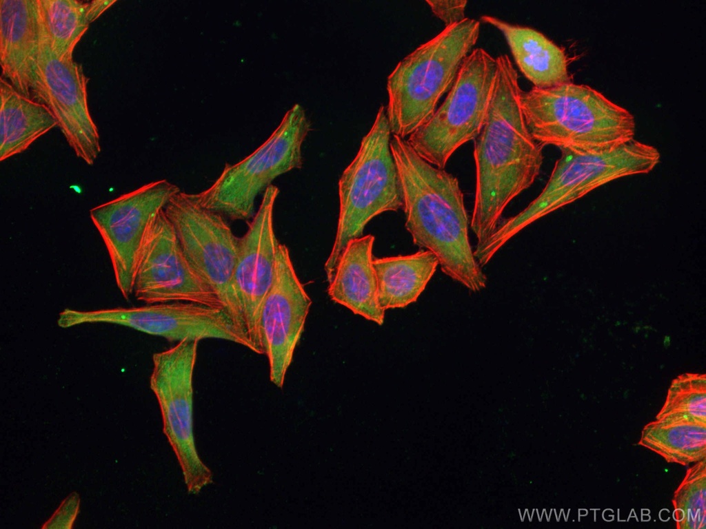 PTGES3 Monoclonal antibody
