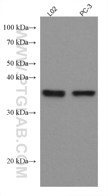 SIX1 Monoclonal antibody