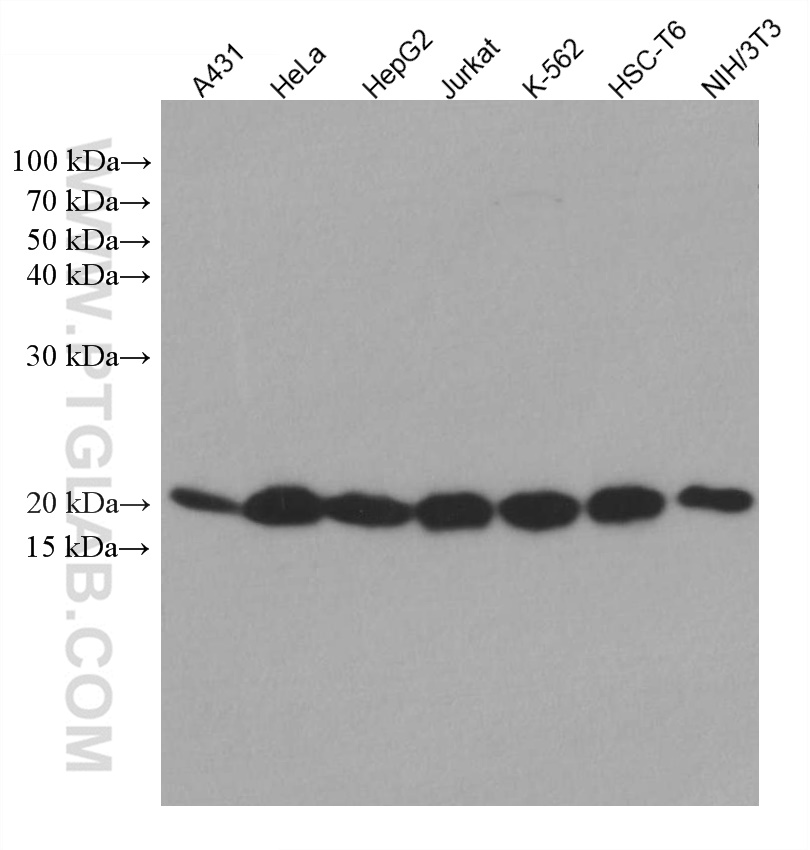 SKP1 Monoclonal antibody