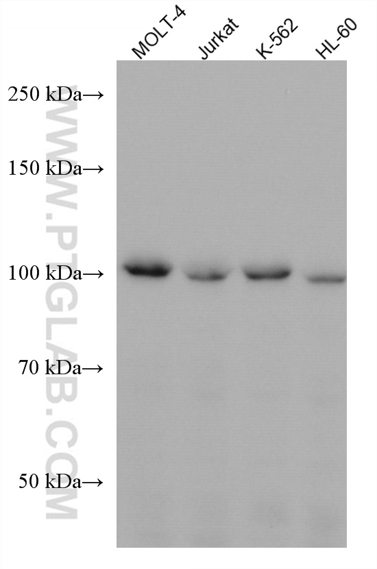 CCDC45 Monoclonal antibody