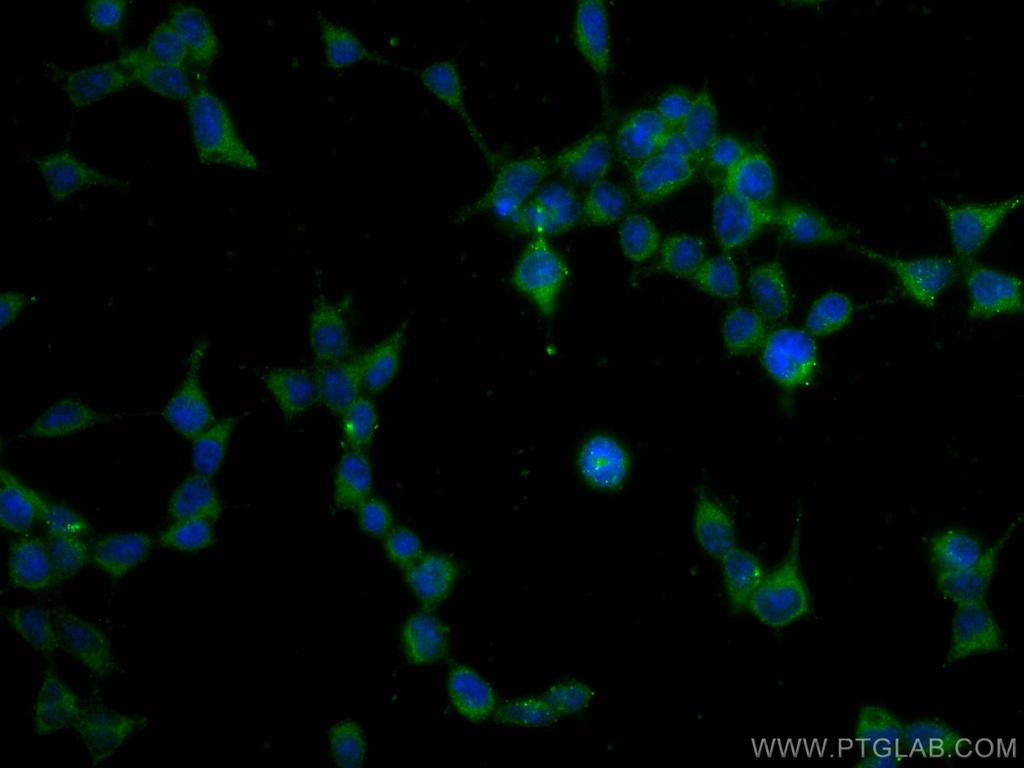 GPX4 Monoclonal antibody