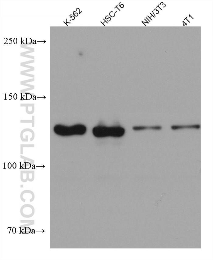 USP25 Monoclonal antibody