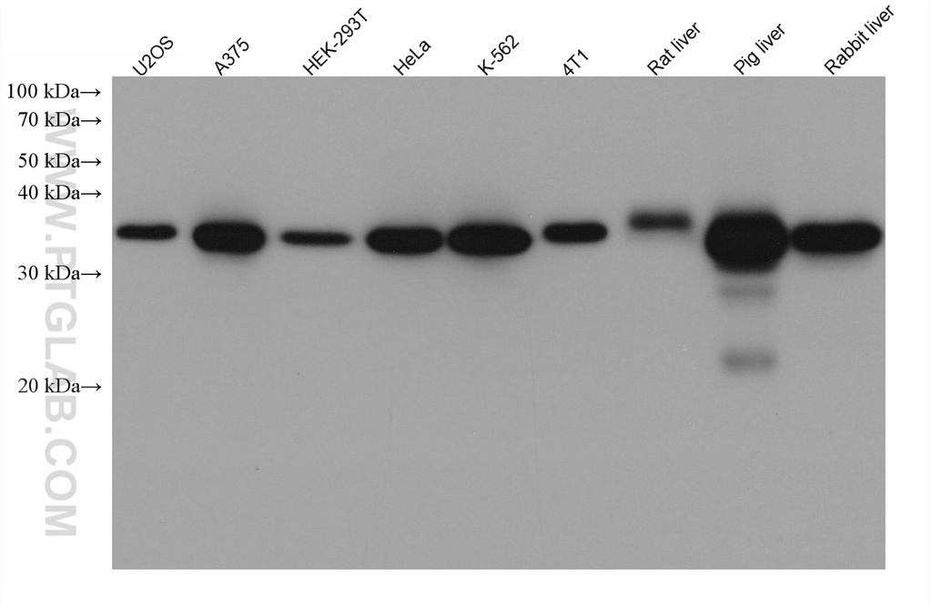 GALE Monoclonal antibody