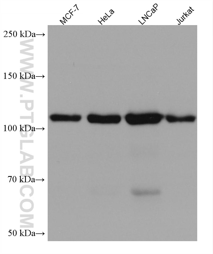 WWP1 Monoclonal antibody