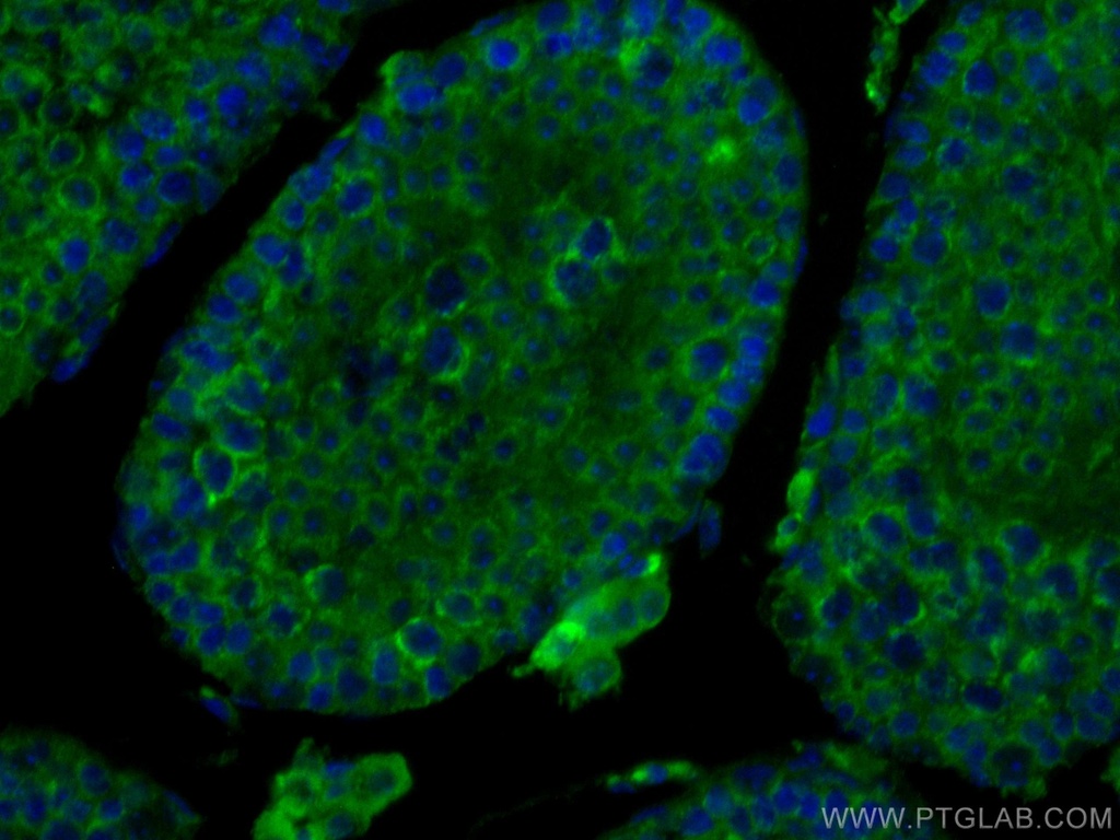 SMCR7L Monoclonal antibody