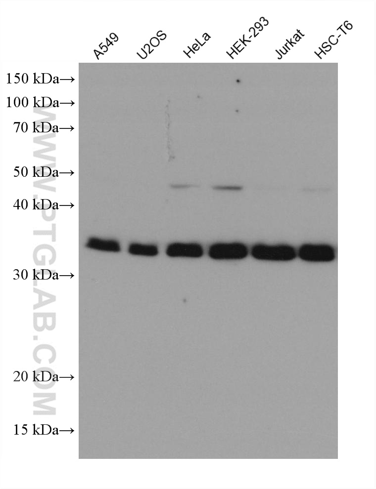 PPP2CA Monoclonal antibody