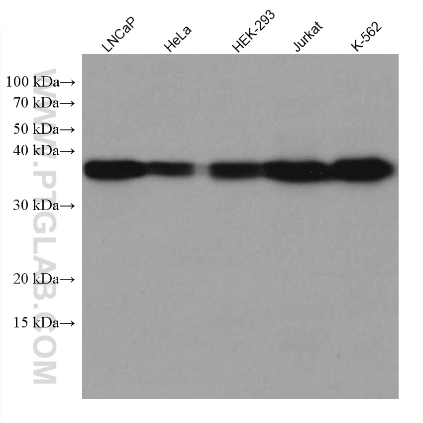 TALDO1 Monoclonal antibody