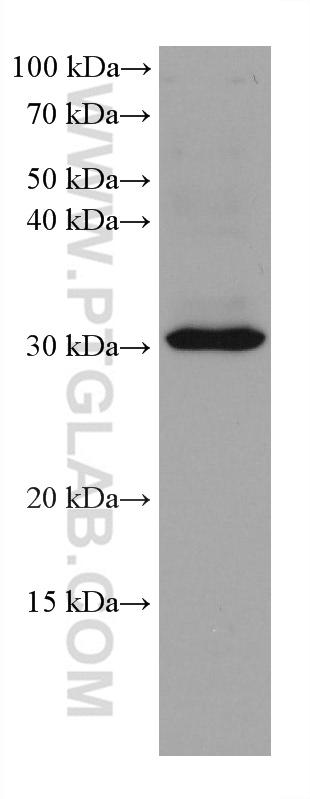 SLC25A42 Monoclonal antibody