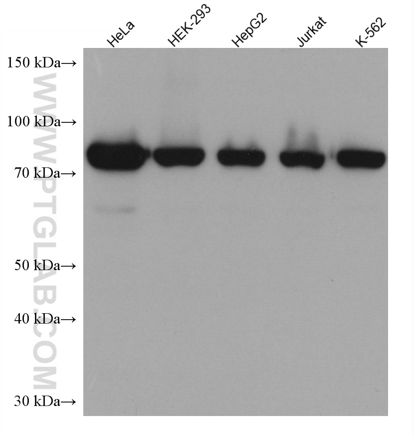 TARS Monoclonal antibody