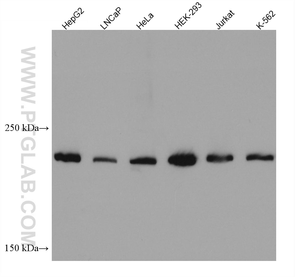 DOCK7 Monoclonal antibody