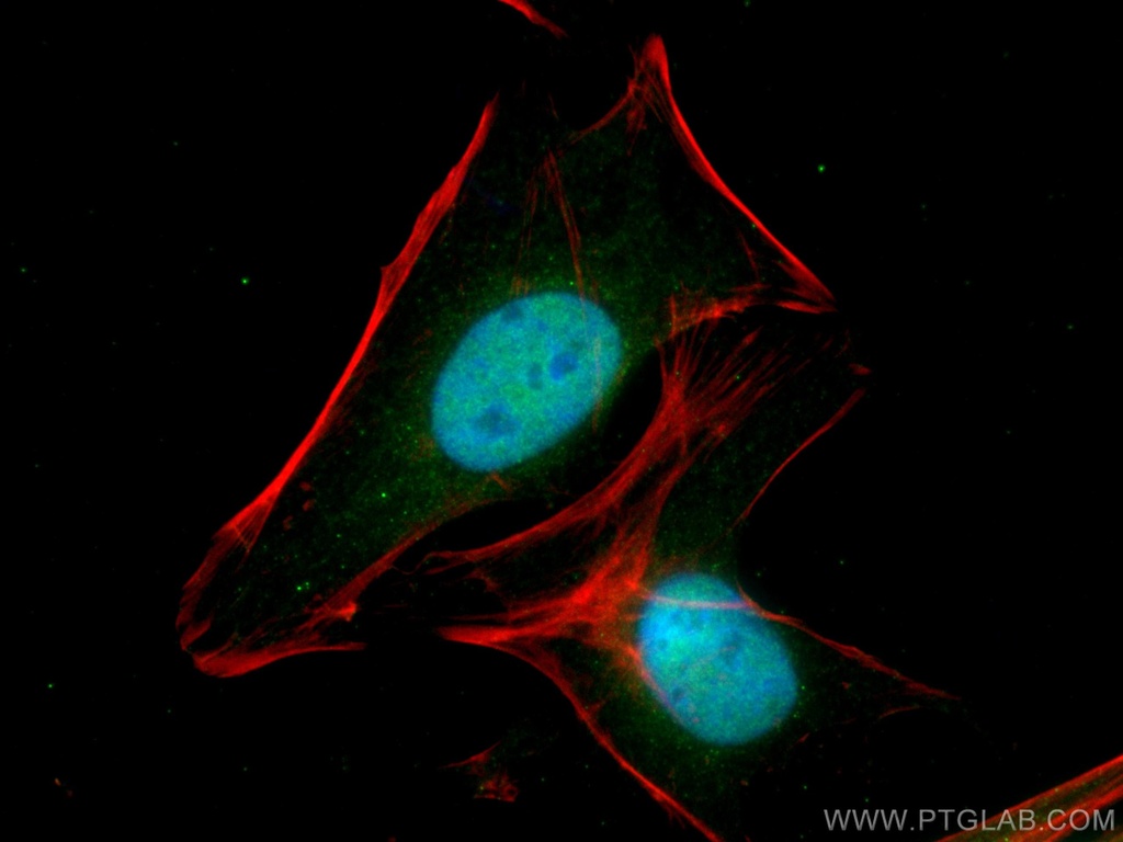RUVBL2 Monoclonal antibody