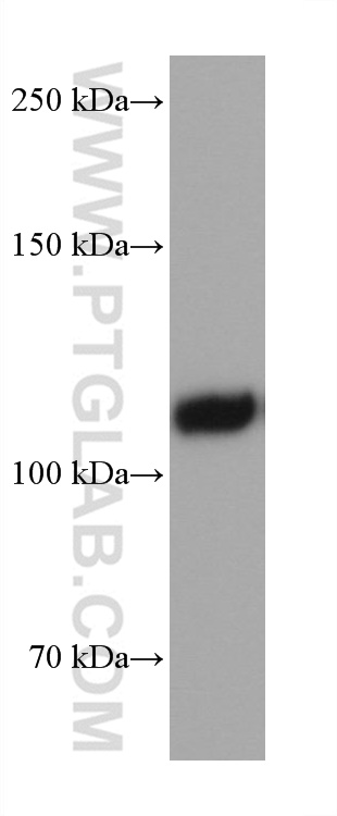 EMCN Monoclonal antibody
